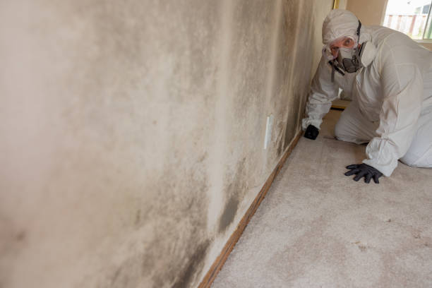 Best Comprehensive Air Testing for Mold Contaminants  in Privateer, SC